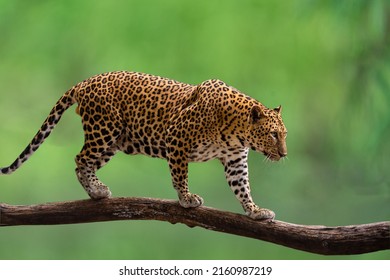 a leopard walking on a tree branch