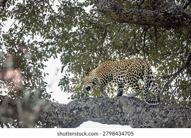 Leopard walking on tree trunk in Greater Kruger National park, South Africa ; Specie Panthera pardus family of Felidae