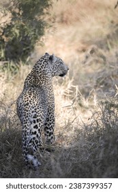 Leopard walking through bush while on safari