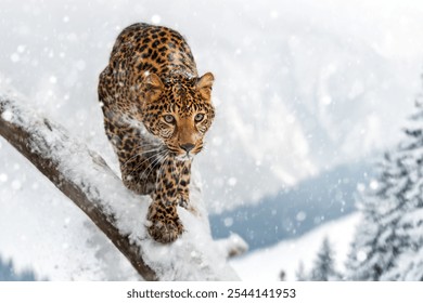 The leopard walks carefully along a snow-covered branch, showcasing its powerful physique against a winter backdrop of falling snowflakes and distant trees. - Powered by Shutterstock