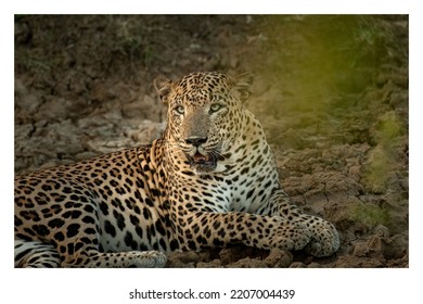 Leopard wall print high resolution banner - Shutterstock ID 2207004439