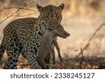 Leopard with warthog piglet in her mouth