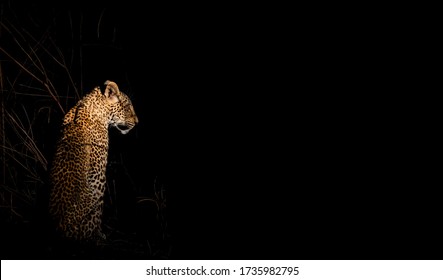 Leopard in the wild looking to the darkness with text space