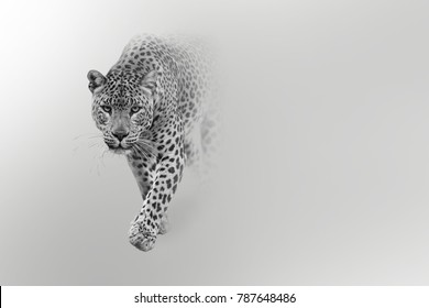 leopard wildlife art collection effect of darkness white edition