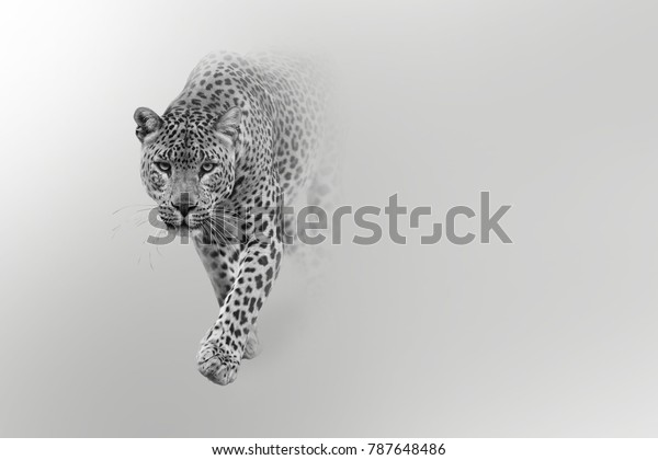 leopard wildlife art collection effect of darkness white edition wall art.