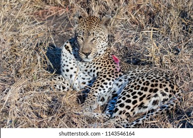 Leopard with wound