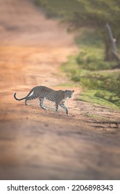 Leopard At Yala National Park ,Sri Lanka