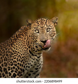 Leopard At Yala National Park ,Sri Lanka