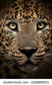 Leopard At Yala National Park ,Sri Lanka