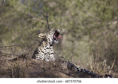 Leopard - Yawning