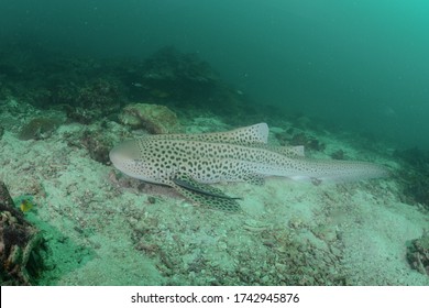 Leopard Zebra shark underwater Thailand