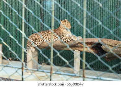 Leopard In Zoo Cage