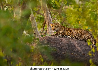 Leopard,Pench National Park