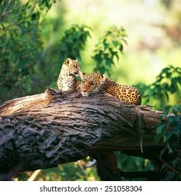 leopards 