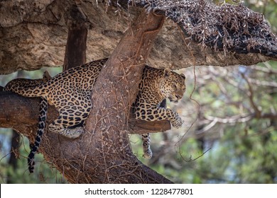 Leopards below the branches