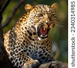 jaguar roaring