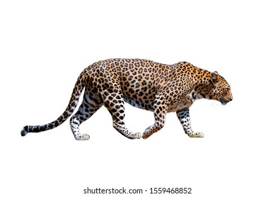 美洲豹图片 库存照片和矢量图 Shutterstock 美洲豹图片 库存照片和矢量图 Shutterstock