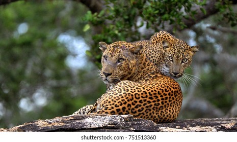 Leopards On A Stone. The Sri Lankan Leopard (Panthera Pardus Kotiya) Male And Female.