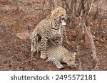 leopards seen mating in Botswana, Africa