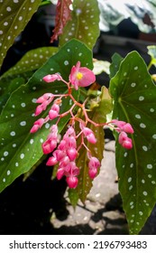 Leopard-type Begonias, White-spotted Begonias With Pink Flowers. Ornamental Plants Begonia Flower Seeds Leopard Leopard