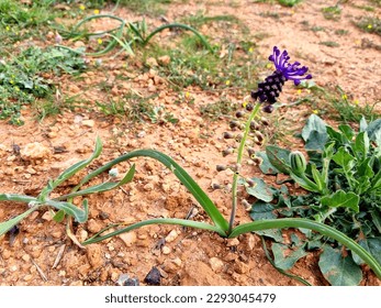 Leopoldia comosa (syn. Muscari comosum) is a perennial bulbous plant. Usually called the tassel hyacinth or tassel grape hyacint