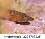 Lepadogaster candolii, common name Connemarra clingfish