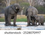 lephants with baby in Moremi game reserve Africa, Elephants taking a bath in a water poolwith mud, eating green grass. African Elephants in landscape, green Africa, Botswana