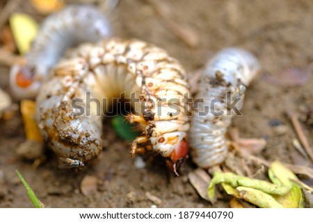 lepidiota stigma is the larval stage of insect members of the order Coleoptera, the Scarabaeidae tribe, is usually found around the remains of waste or in soil that contains a lot of organic matter.