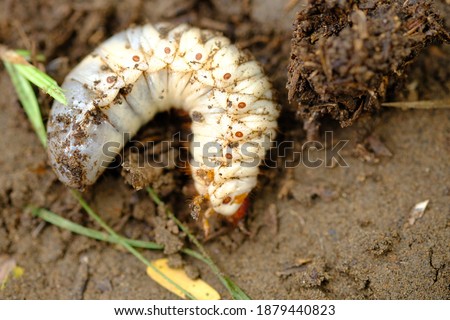 lepidiota stigma is the larval stage of insect members of the order Coleoptera, the Scarabaeidae tribe, is usually found around the remains of waste or in soil that contains a lot of organic matter.
