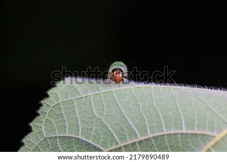 Similar – Begegnung Natur Frühling