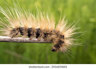 Lepidoptera larvae in the wild state 