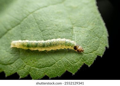 Lepidoptera larvae in the wild state 