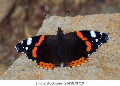 Lepidoptera Vanessa atalanta aka red admiral butterfly is sitting on the stone. Summer. Common butterfly of czech republic nature. - Powered by Shutterstock