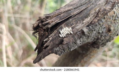 Lepidopteran Larvae Are Parasitized By Hymenoptera Parasitic Wasps, And The Mature Parasitoid Larvae Burrow Out Of The Body To Pupate Into A White Cocoon