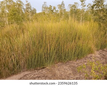 Lepironia articulata, commonly known as grey sedge or jointed flatsedge, is a perennial aquatic plant found in wetland habitats. It is characterized by its slender, jointed stems and feathery flower. - Powered by Shutterstock