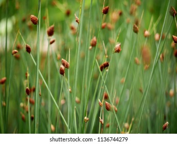 Lepironia articulata, Grey Sedge - Powered by Shutterstock