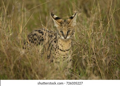 Leptailurus Serval