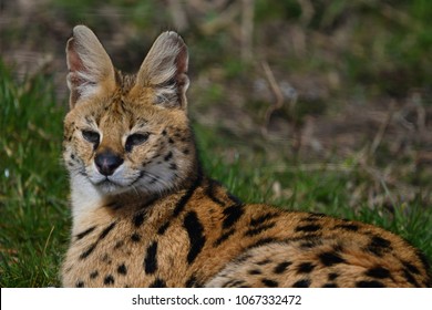 Leptailurus serval  wild african cat, close up isolated portrait - Shutterstock ID 1067332472