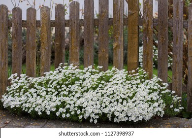 Leptinella Squalida On The Garden Fence