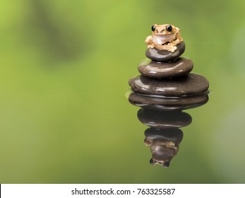 Grenouille Zen High Res Stock Images Shutterstock