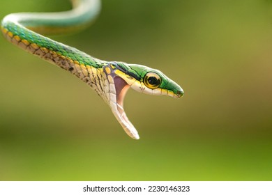 leptophis ahaetulla