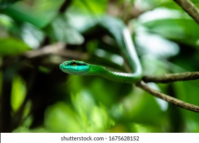 Leptophis ahaetulla parrot snake lora hiding and hanging on tree Rainforest  Costa rica central america jungle camouflage National Park
