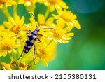 Leptura quadrifasciata, the longhorn beetle, walking yellow flowers.