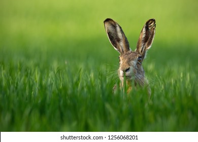 Lepus. Wild European Hare, Lepus Europaeus, Close-Up On Green Background. Wild Brown Hare With Yellow Eyes, Sitting On The Green Grass Under The Sun. Muzzle Of European Brown Hare Among Green Wheat