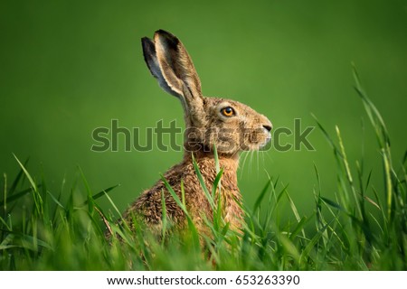 Lepus. Wild European Hare ( Lepus Europaeus ) Close-Up On Green Background. Wild Brown Hare With Yellow Eyes, Sitting On The Green Grass Under The Sun. Muzzle Of European Brown Hare Among Green Wheat