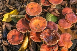 Leratiomyces Ceres, Commonly Known As The Redlead Roundhead, Is Mushroom Which Has A Bright Red To Orange Cap And Dark Purple-brown Spore Deposit. It Is Common On Wood Chips And Lawns.