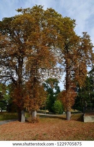 Similar – cemetery chapel Plant