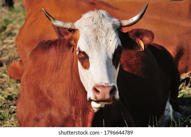 Les Saisies, Savoie/France - August 5 2020: A Savoyard cow in a pasture