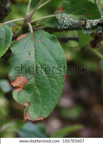 Lesions caused by alternaria fungus on diseased apple leaf