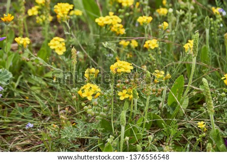 Lesquerella gordonii, Gordon's Bladderpod Texas Wildflower